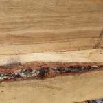 High Quality Green Oak Unseasoned - 30% to 80% Moisture Content - Image 5