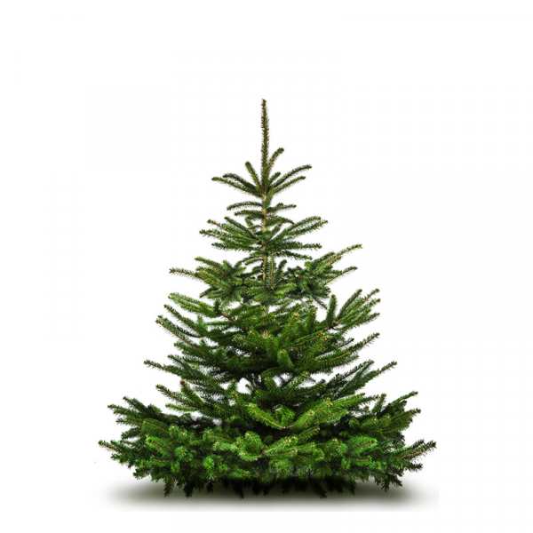 Nordmann Fir Christmas Tree