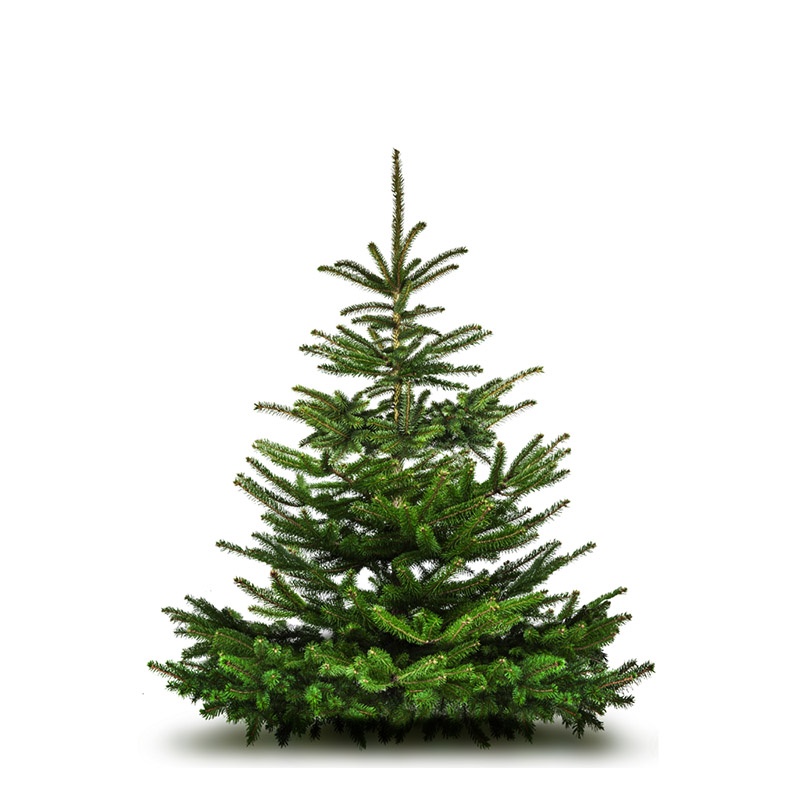 Nordmann Fir Christmas Tree
