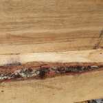 High Quality Green Oak Unseasoned - 30% to 80% Moisture Content - Image 5