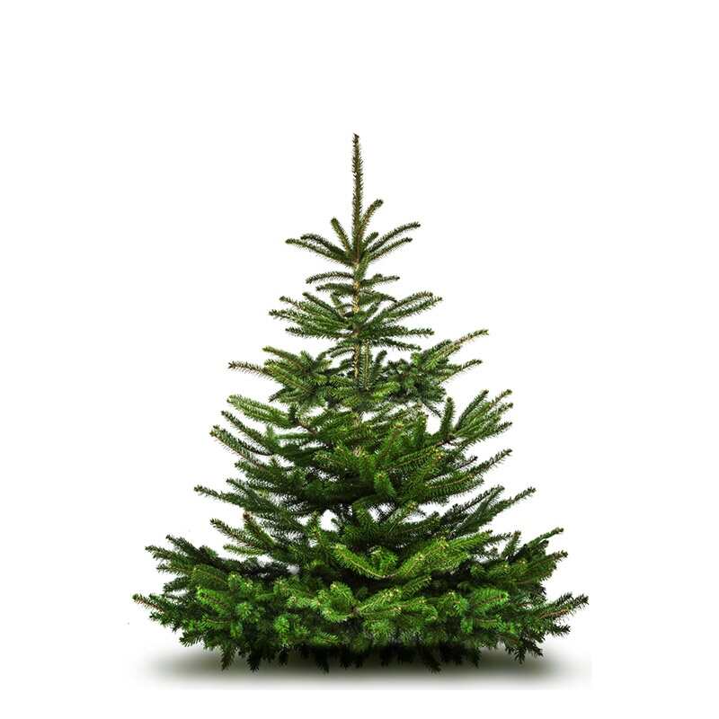 Nordmann Fir Christmas Tree
